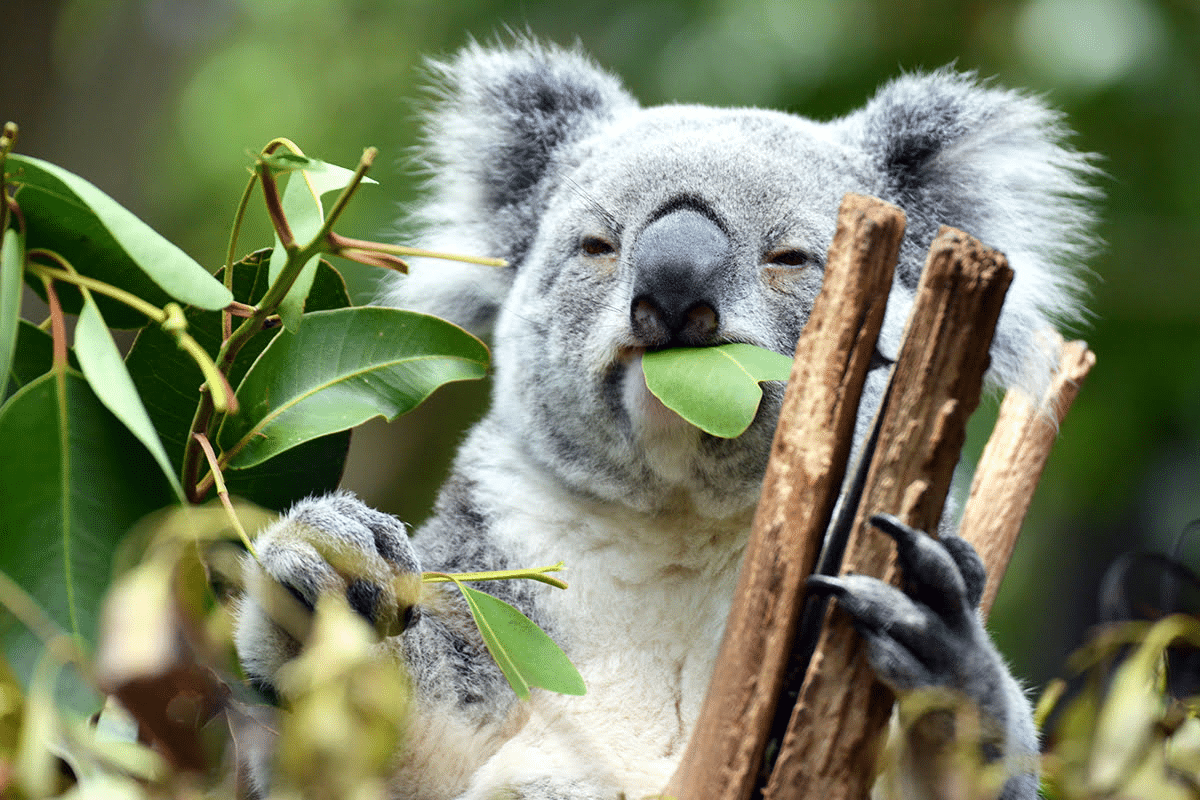 Koala eating leaf on a tree branch in Brisbane