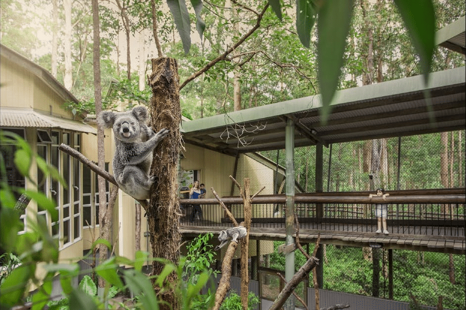 Koala in tree house in Brisbane