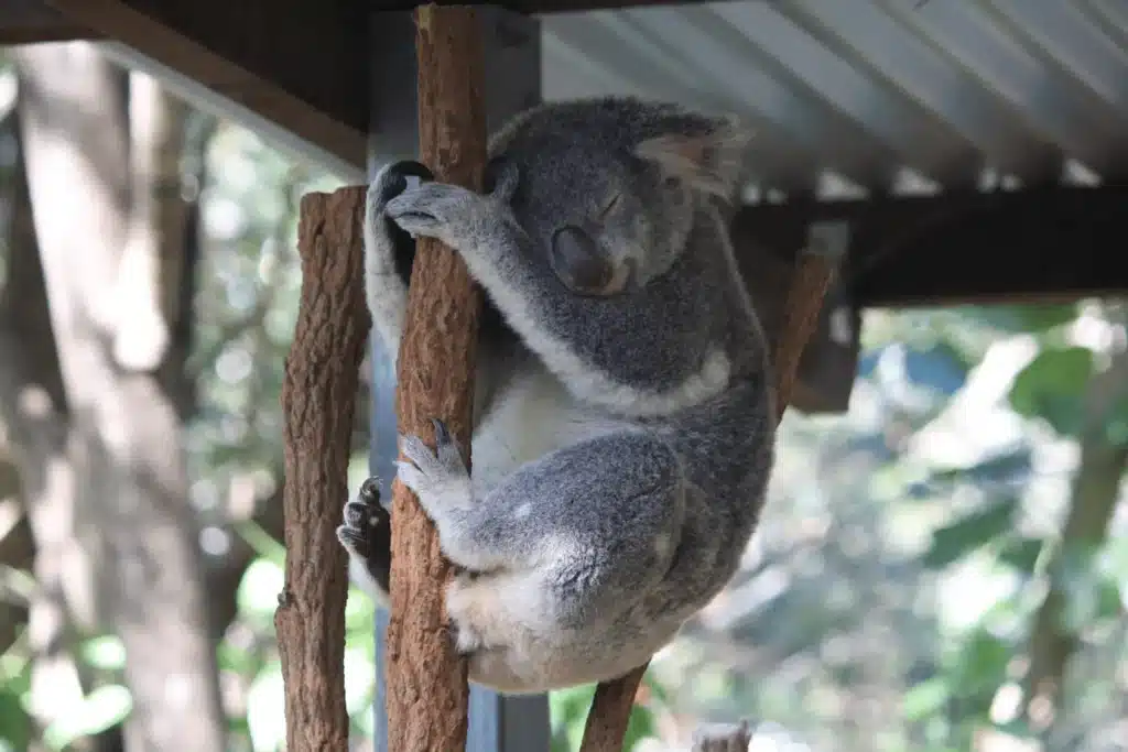 Koala perched on wooden pole during senior day out in Brisbane