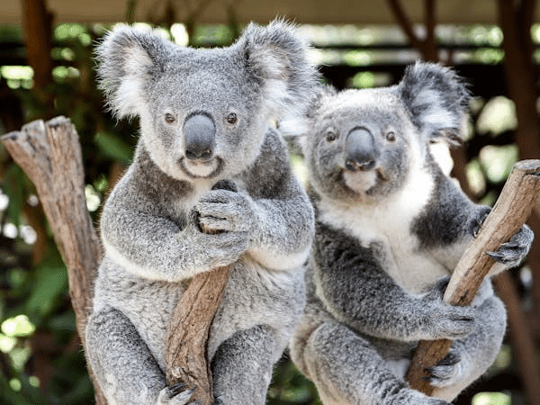 Koalas perched on tree in Brisbane