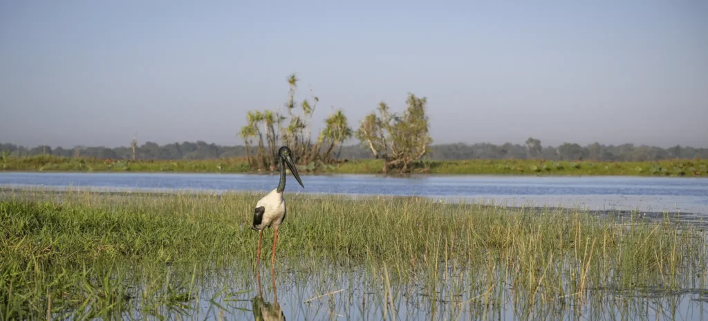 Large bird in swamp during Darwin nature trip