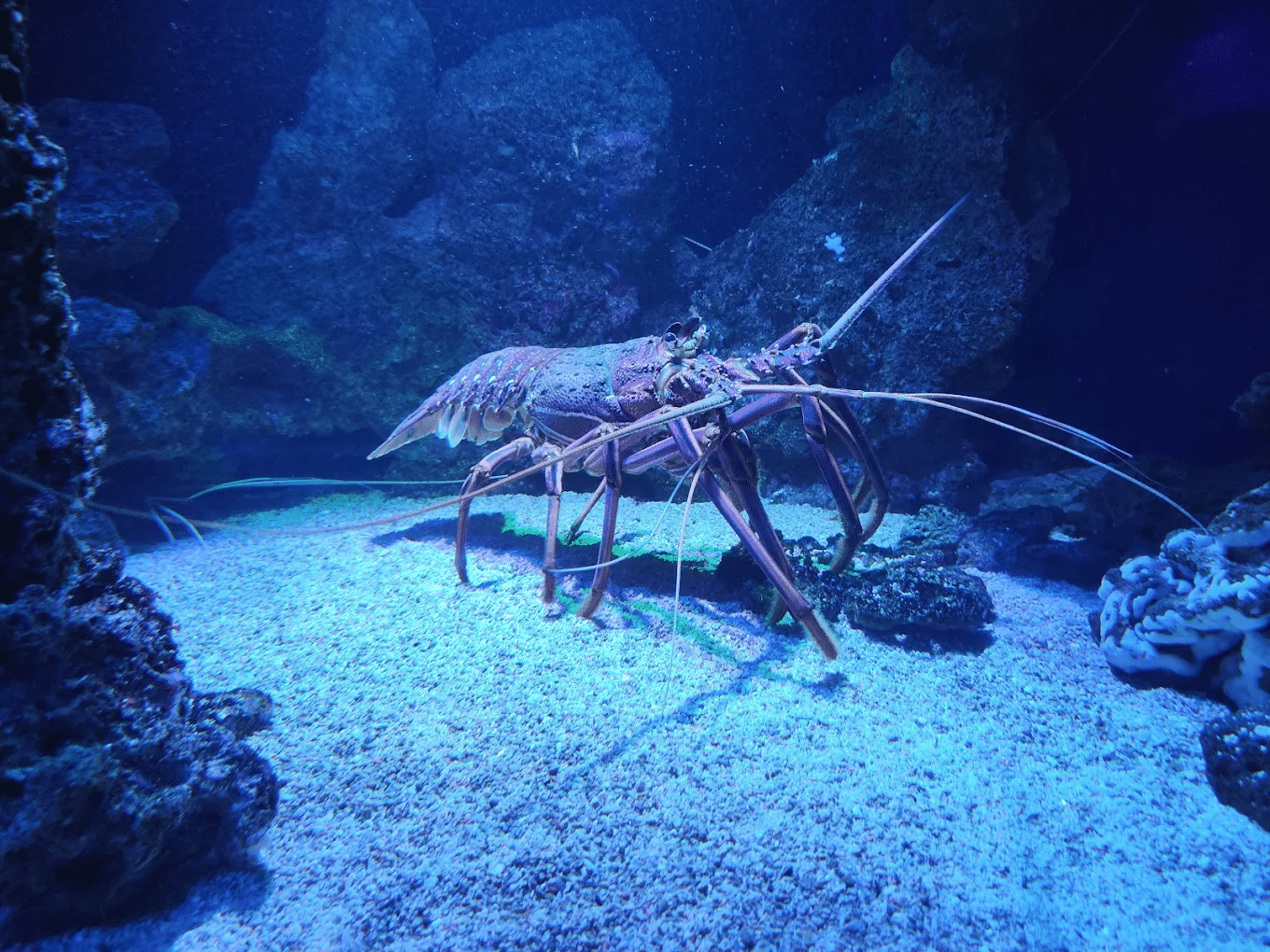 Large lobster on sandy beach during school excursion in Perth