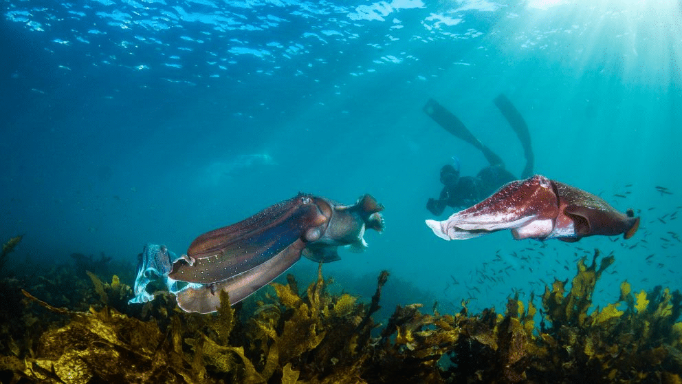 Large squid swimming underwater in Sydney