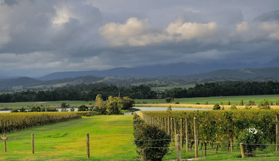 Lush green field and hillside in Melbourne during spring