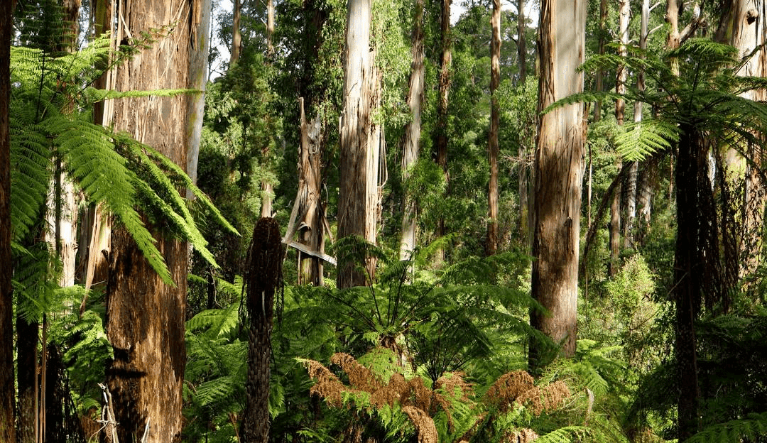 Lush green forest in Melbourne during spring