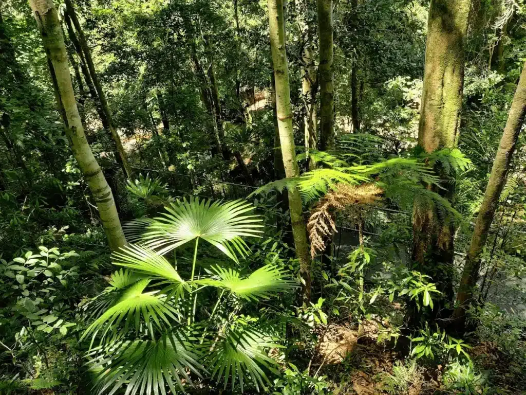 Lush green forest in Wollongong