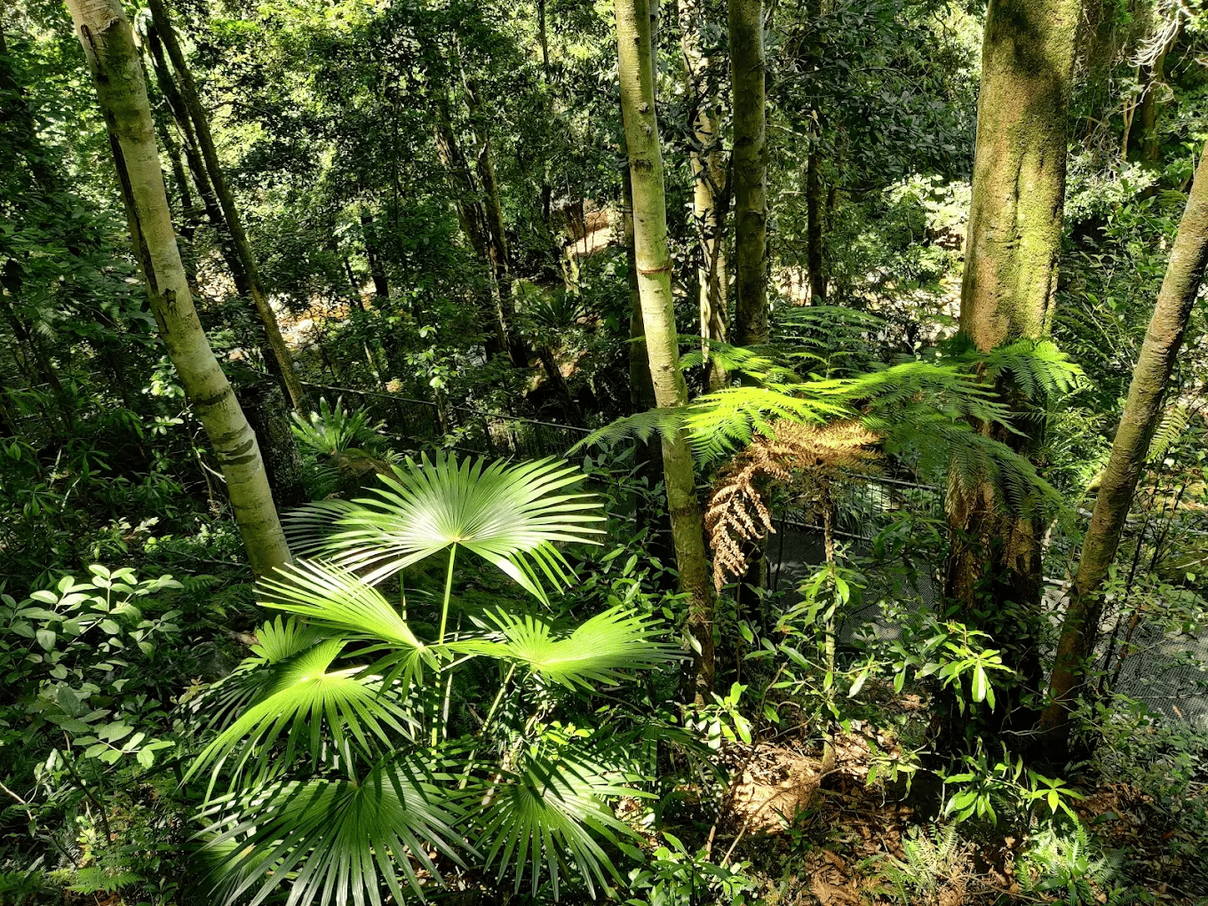 Lush green forest in Wollongong