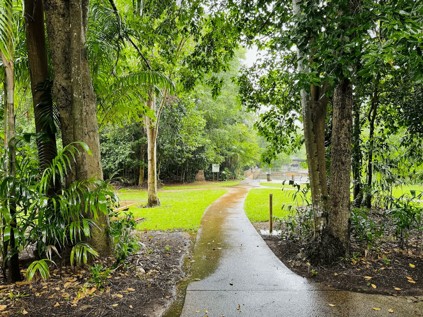Lush green park path during Darwin nature trip