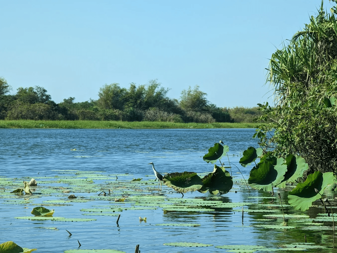 Lush greenery surrounding tranquil water in Darwin day trip destination