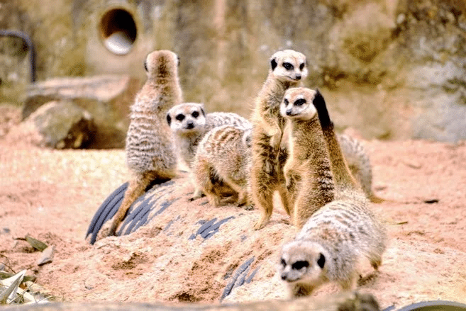 Meerkats on rock during a Melbourne school excursion