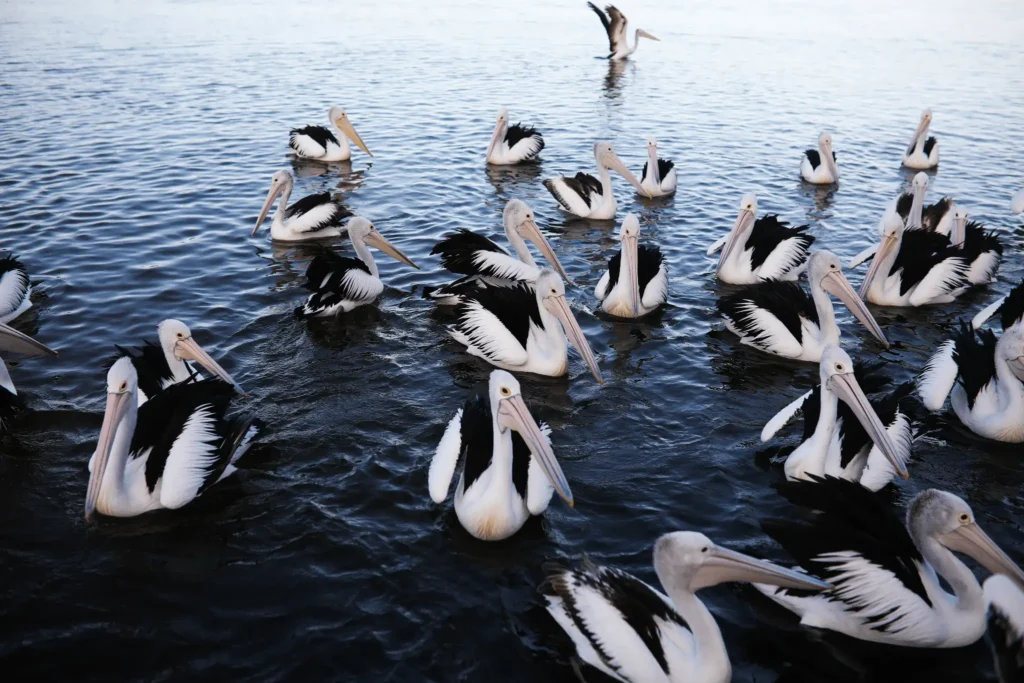 Pelicans floating on central coast water