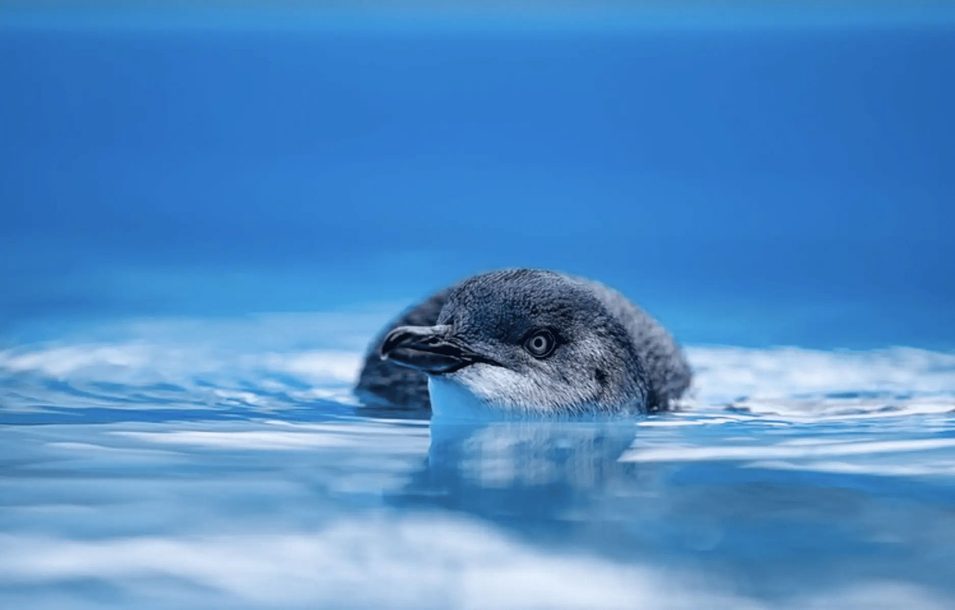 Penguin swimming in water at melbourne attraction