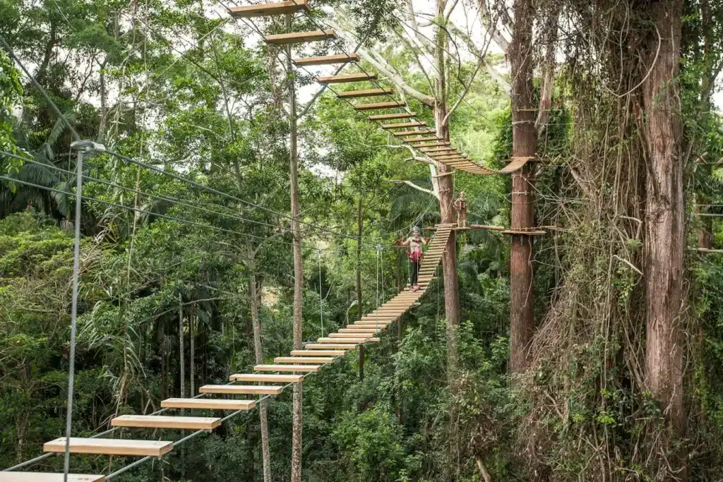 People crossing rope bridge in forest on Sunshine Coast