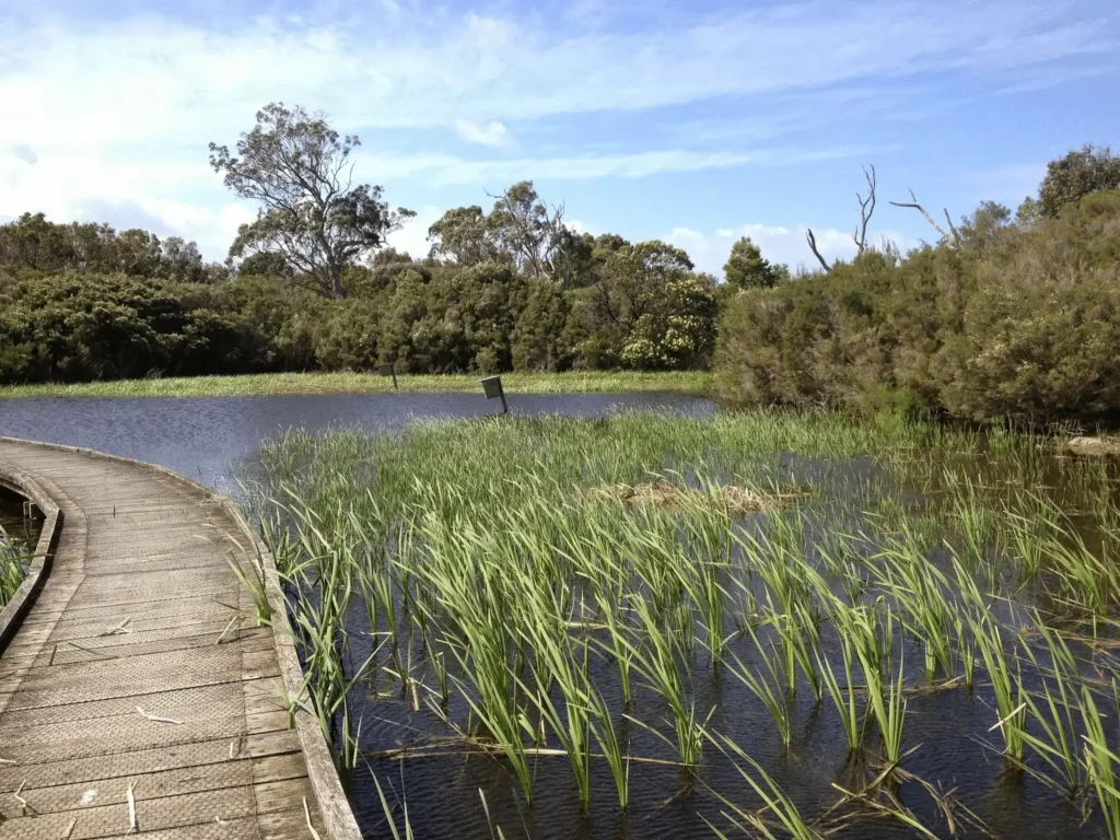 Person standing on a wooden bridge over water during a nature trip near Melbourne