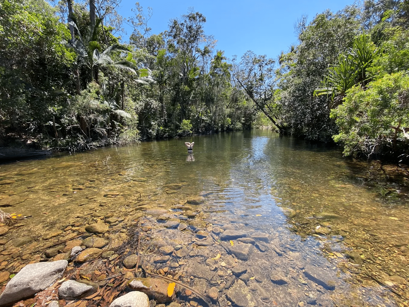 River flowing through green forest near Townsville excursion site