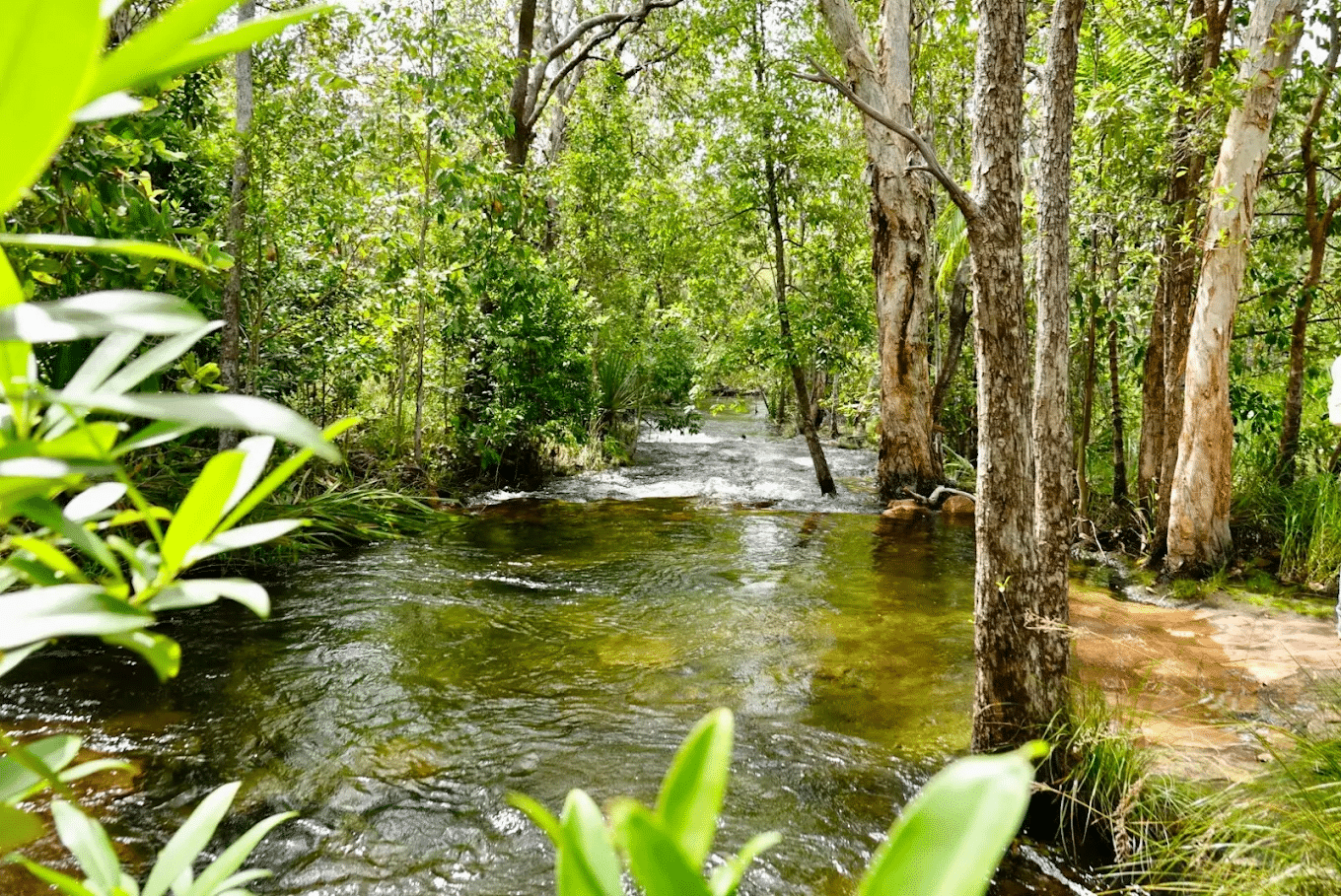 River flowing through lush green forest in Darwin's nature