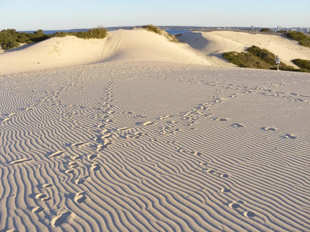 Sandy area with tracks at Sydney's natural attraction