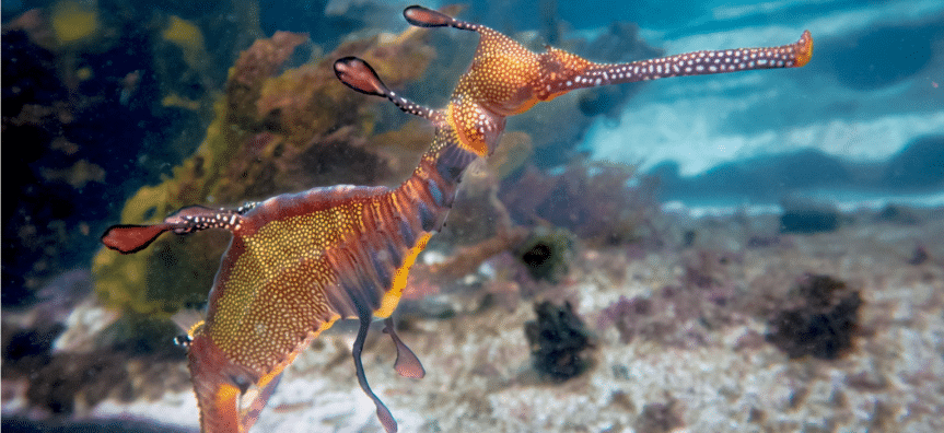 Seahorses swimming in ocean at Manly Beach