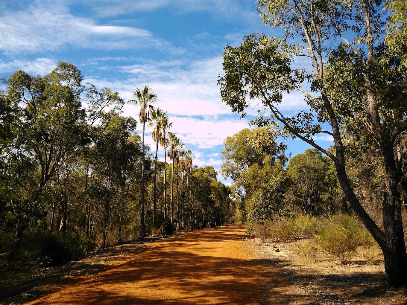 Serene dirt road lined with trees under clear blue sky in Perth