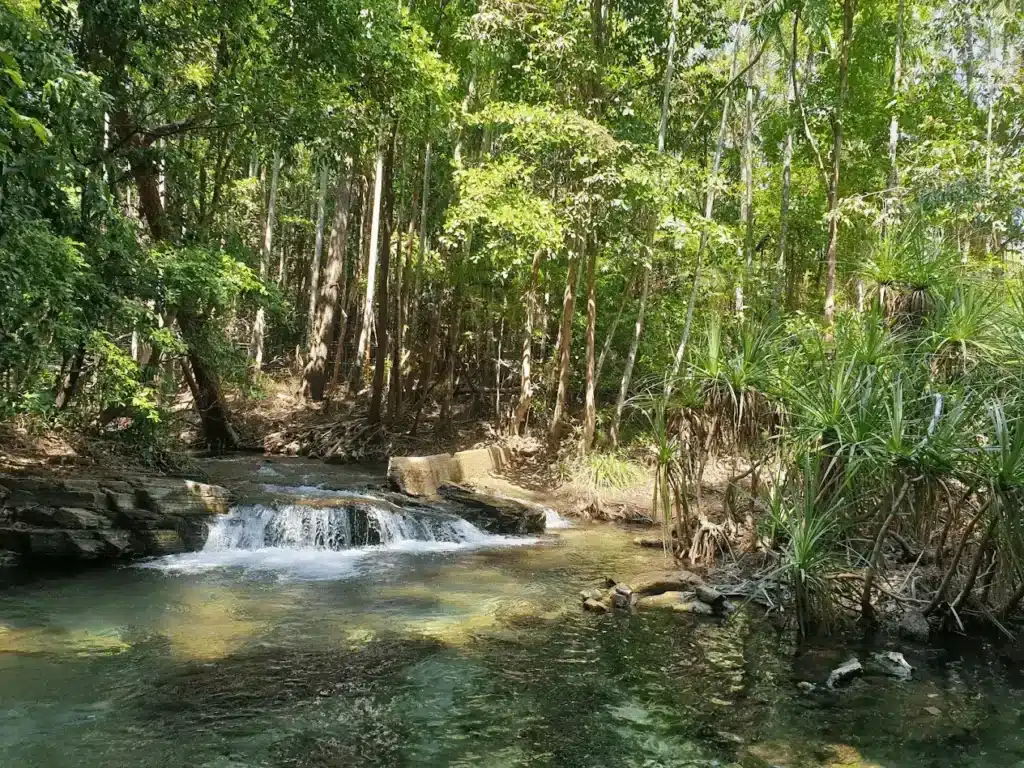 Stream flowing through green forest during school excursion in Darwin