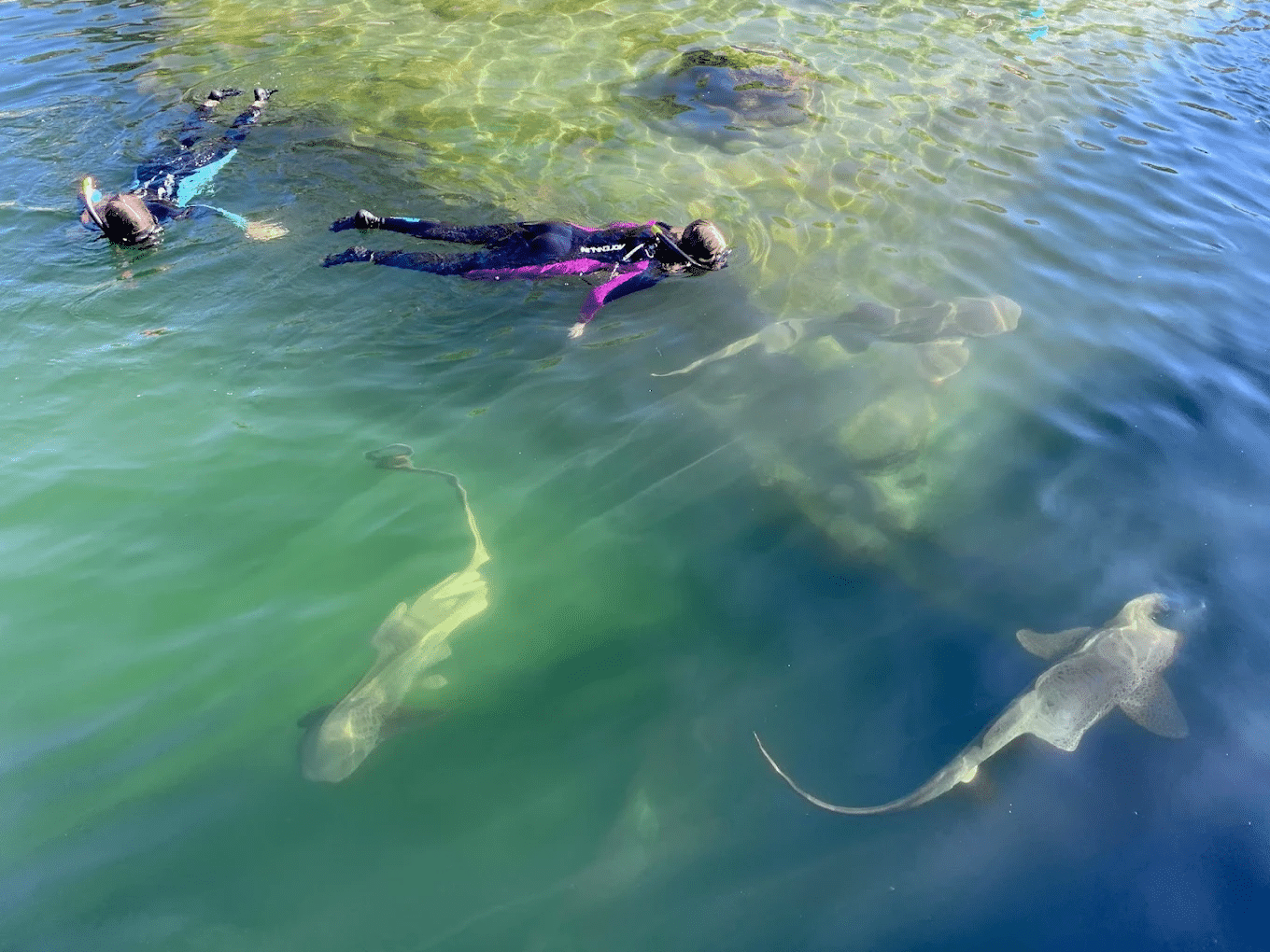 Students swimming during a Newcastle school excursion