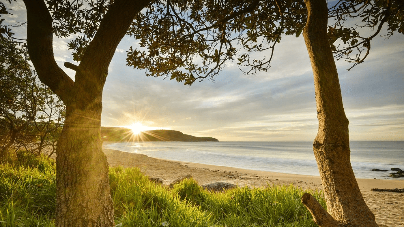 Sun shining through beach trees on Central Coast