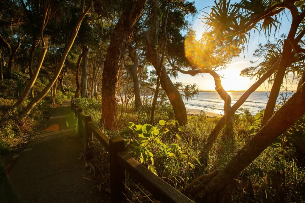 Sunlight filtering through beachside trees
