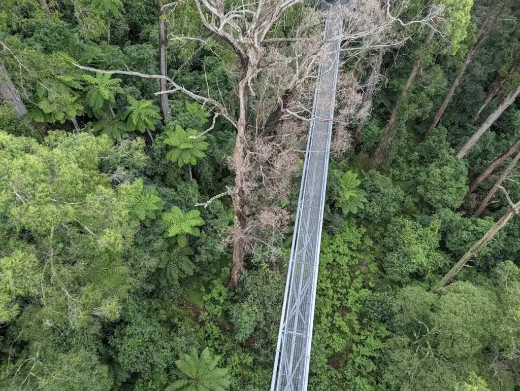 Suspension bridge surrounded by forest in Wollongong