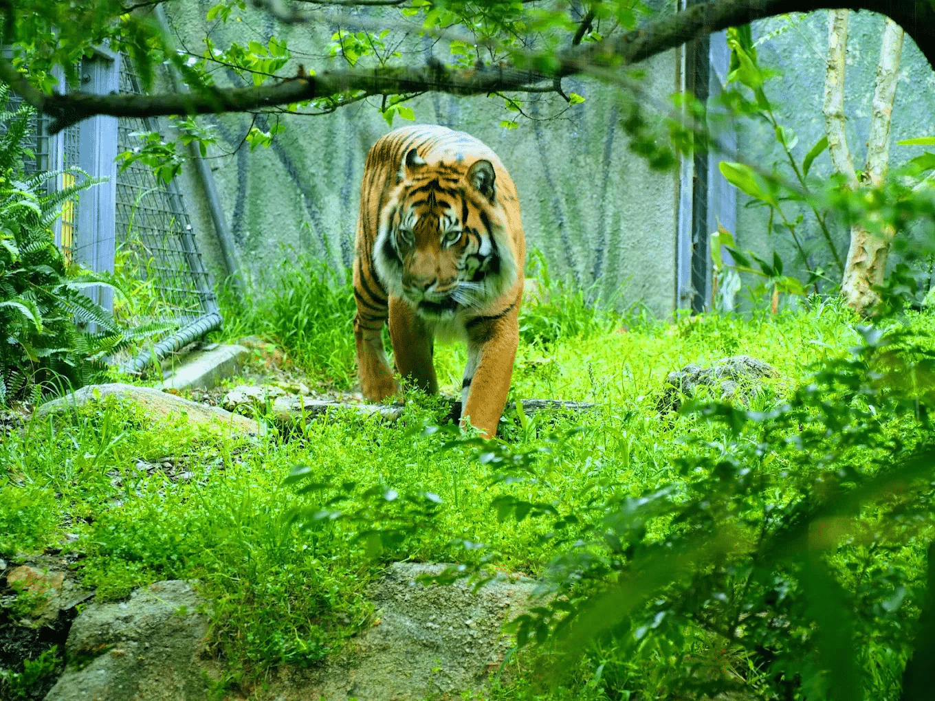 Tiger walking in green forest