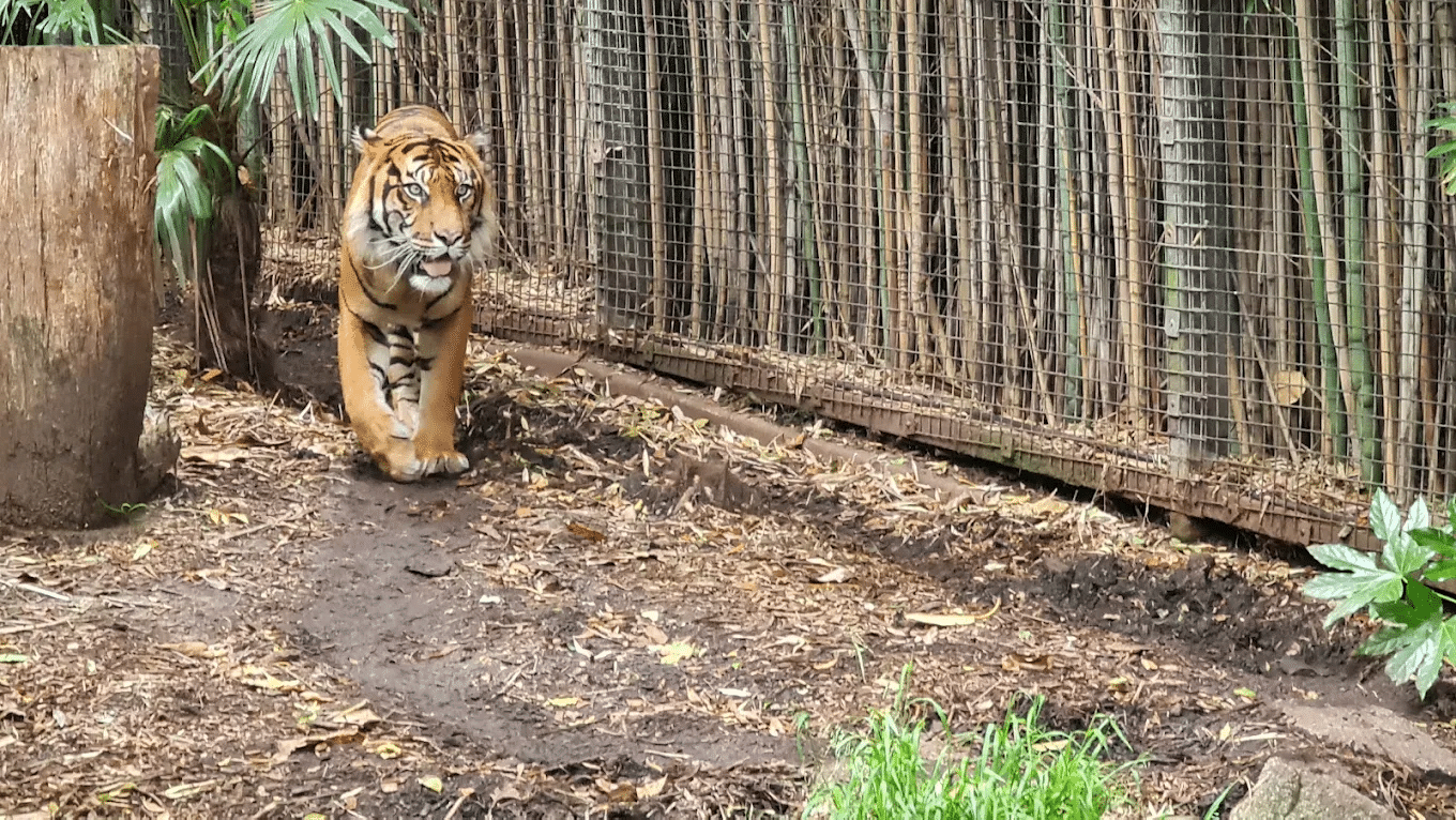 Tiger walking in Melbourne zoo enclosure