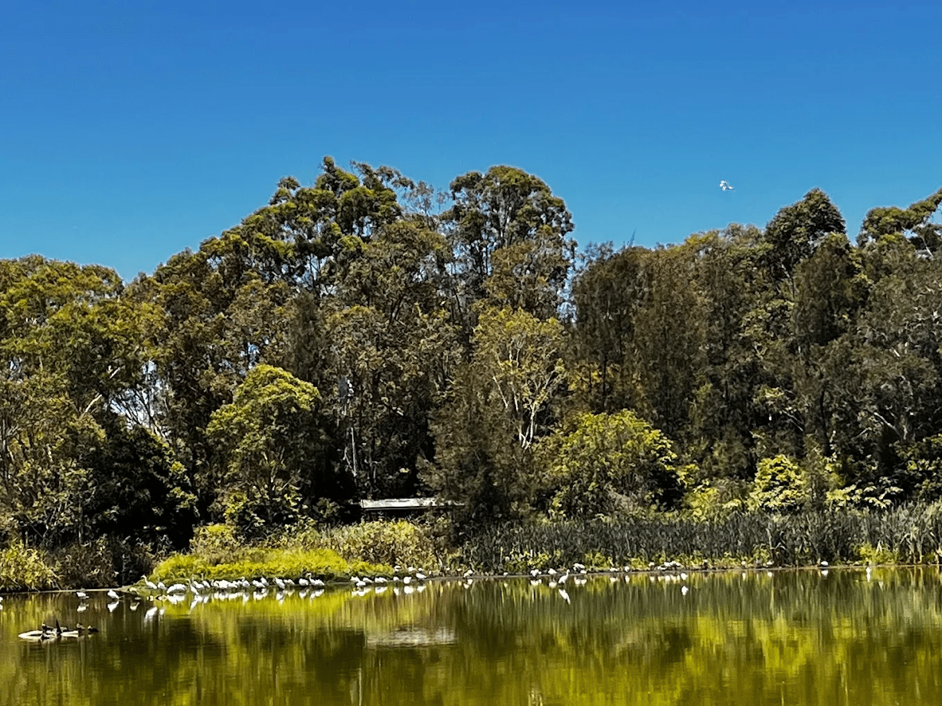 Tranquil lake surrounded by lush trees in Newcastle