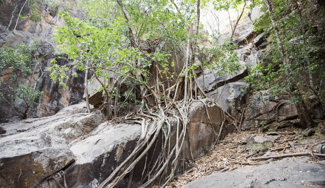 Tree growing from rocky surface in Darwin nature spot