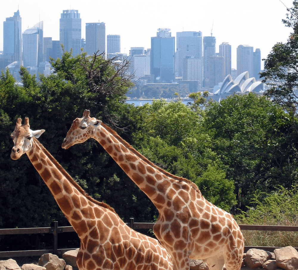 Two giraffes in front of Sydney cityscape