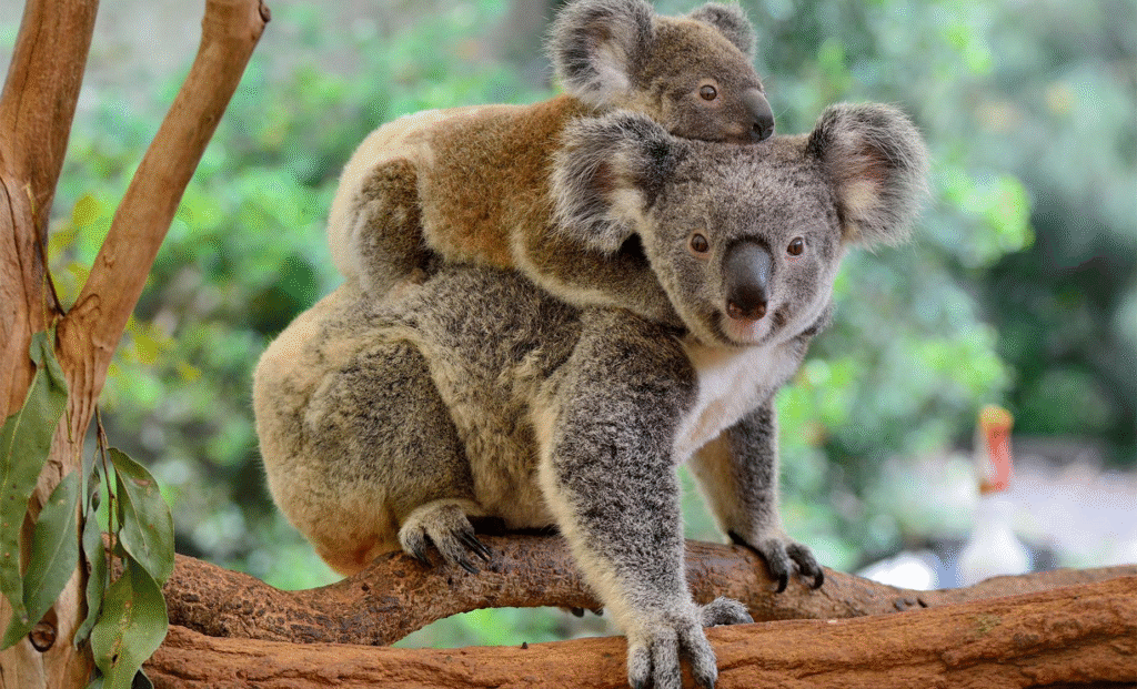School Excursions Brisbane: Unforgettable Days Out for Students