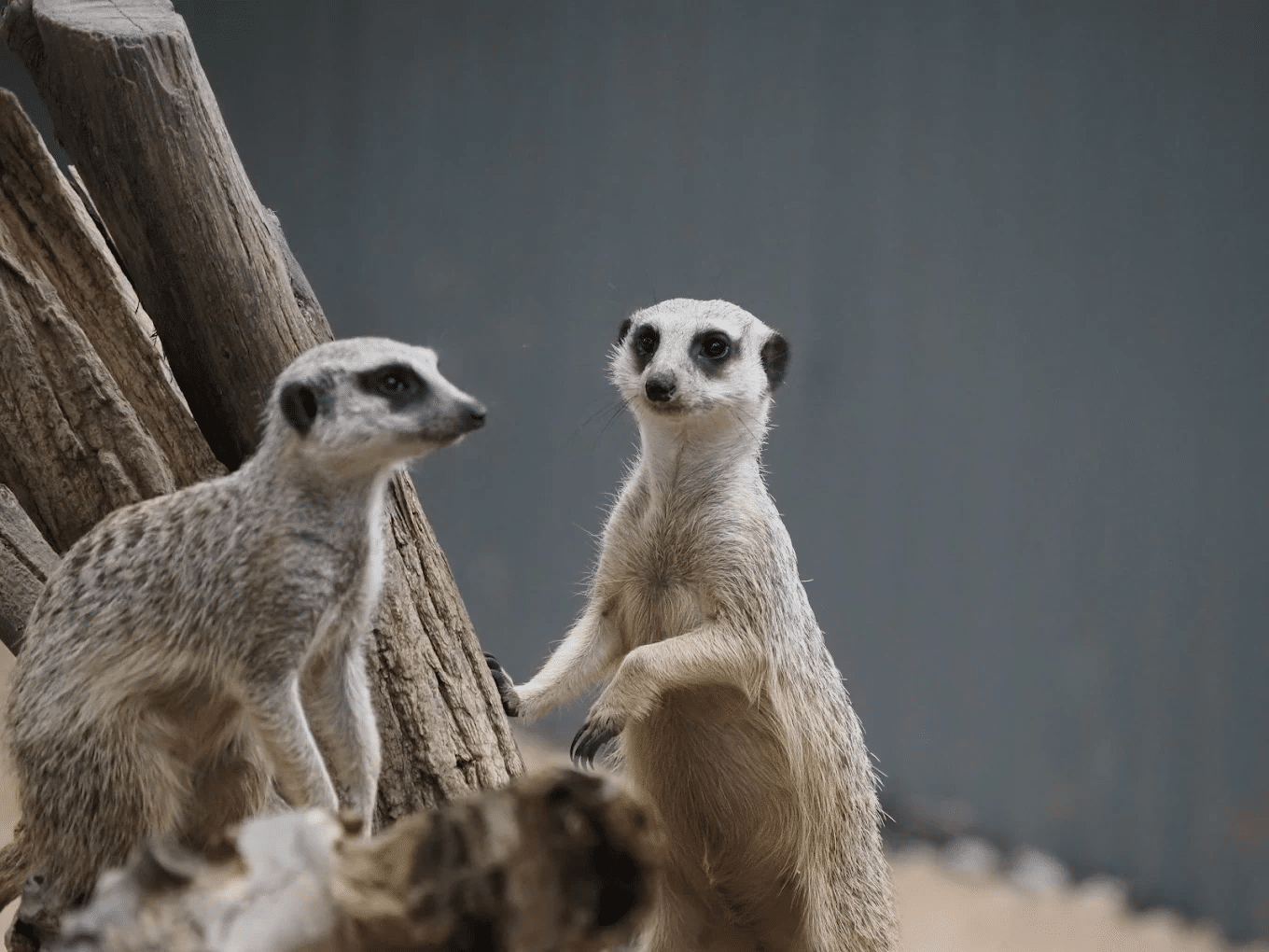 Two meerkats perched on a tree branch in Townsville
