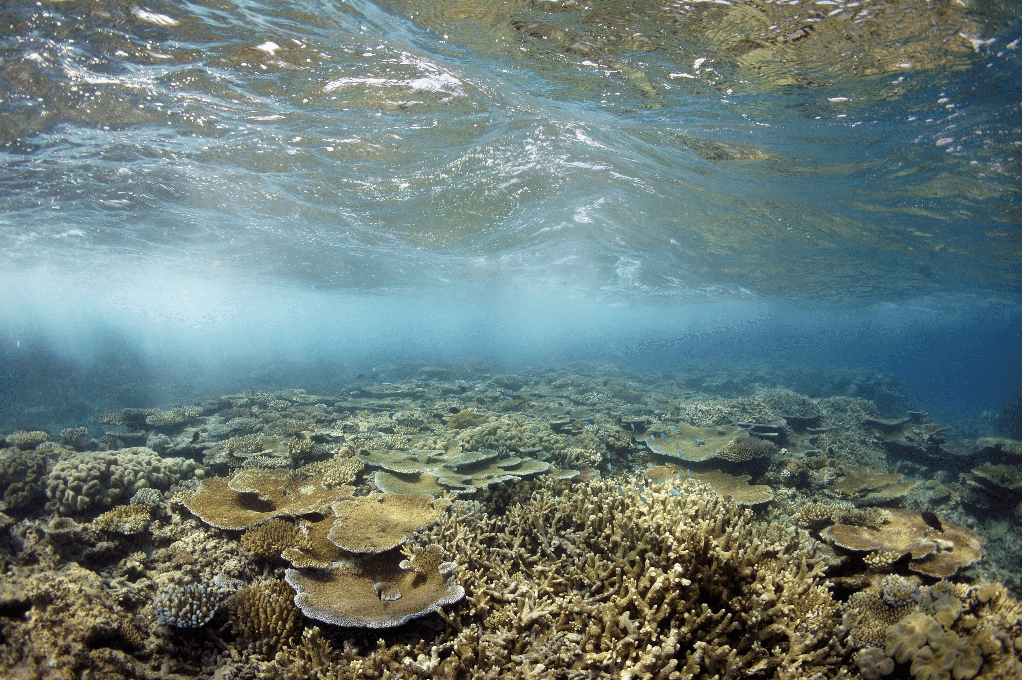 Underwater coral reef view in Townsville