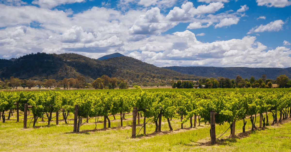 Vineyard in Sydney with mountain backdrop during winter