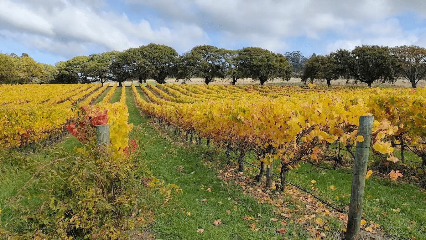 Vineyard with rows of vines in Launceston