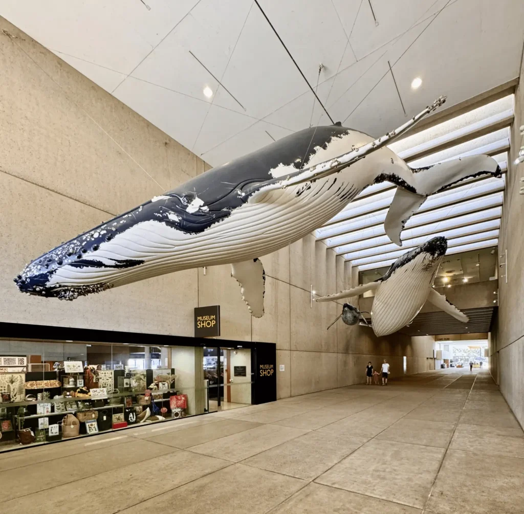 Whale sculpture hanging in Brisbane building