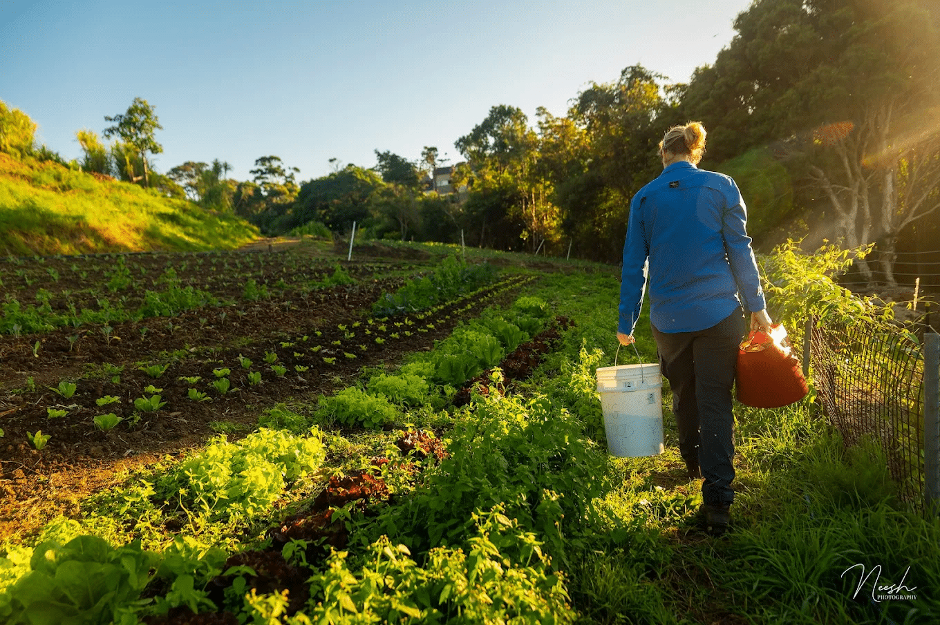 Woman carrying water bucket in Wollongong garden