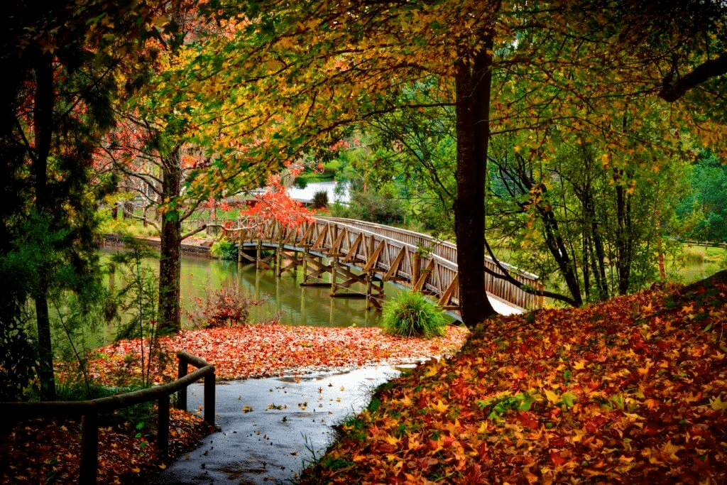 Wooden bridge over river in a forest setting