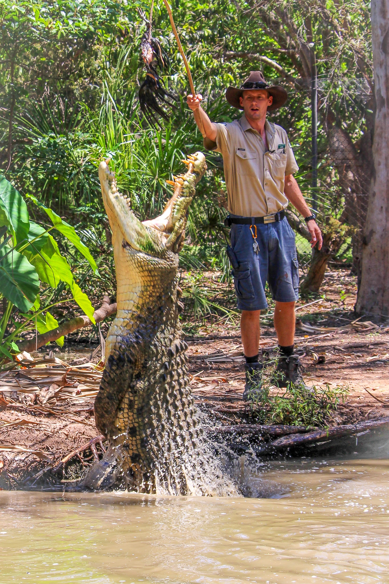 billabong sanctuary