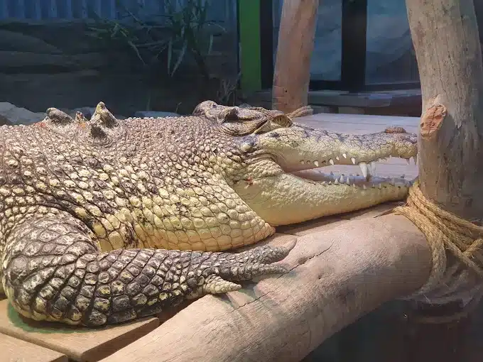 canberra reptile zoo mitchell