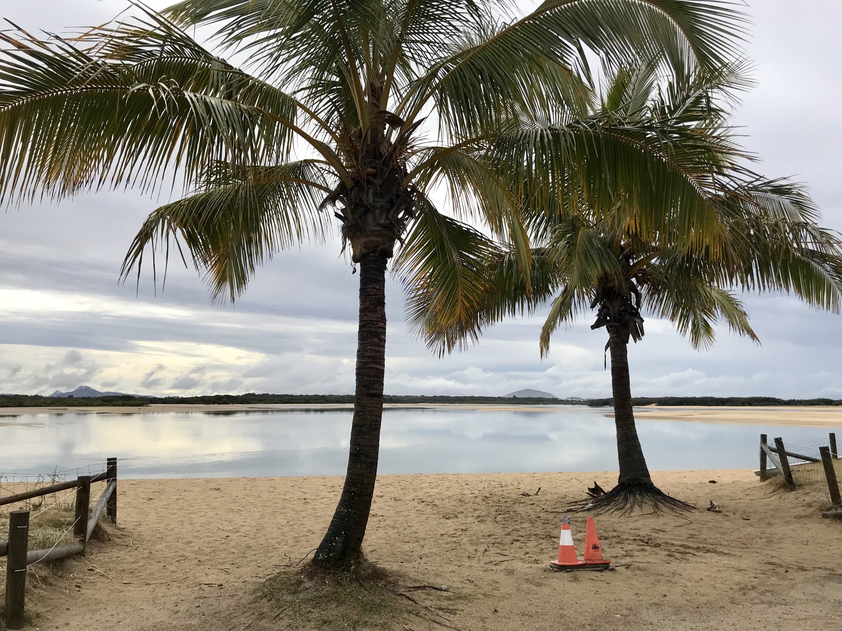 cotton tree maroochy river foreshore scaled
