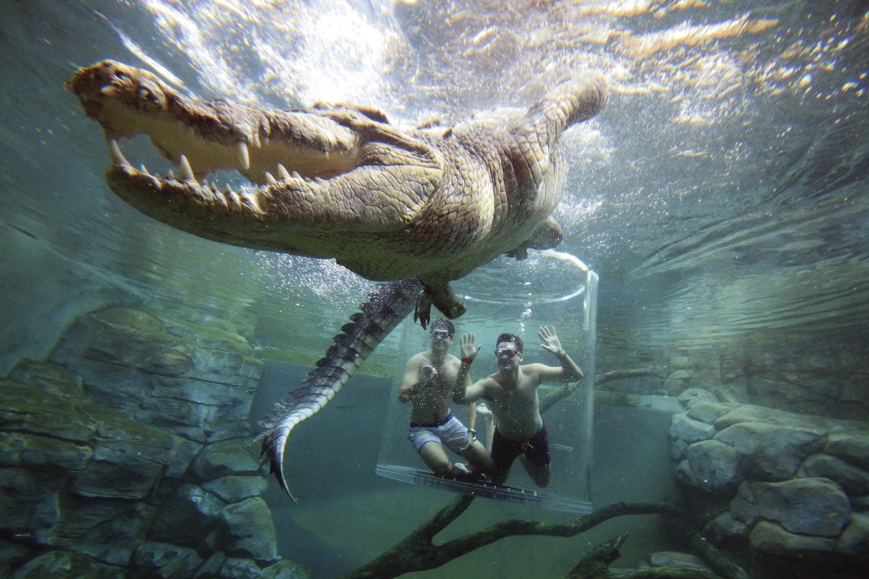crocosaurus cove darwin cbd