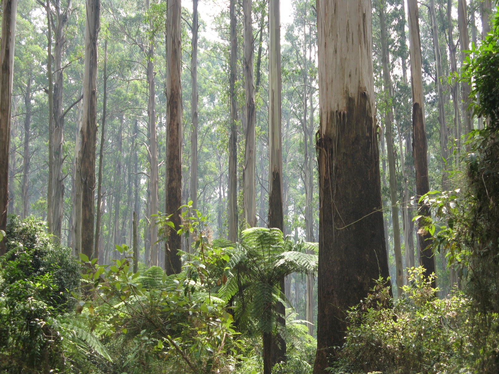 dandenong ranges short drive