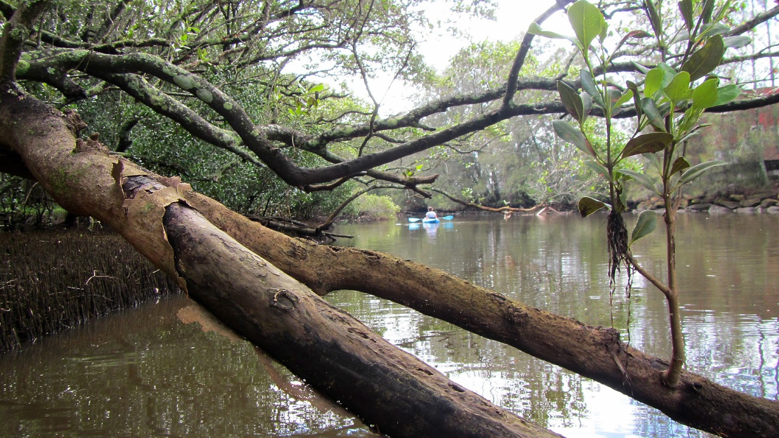 erina creek regional trails