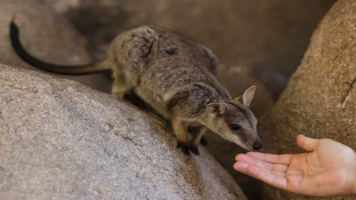 geoffrey bay rock wallabies