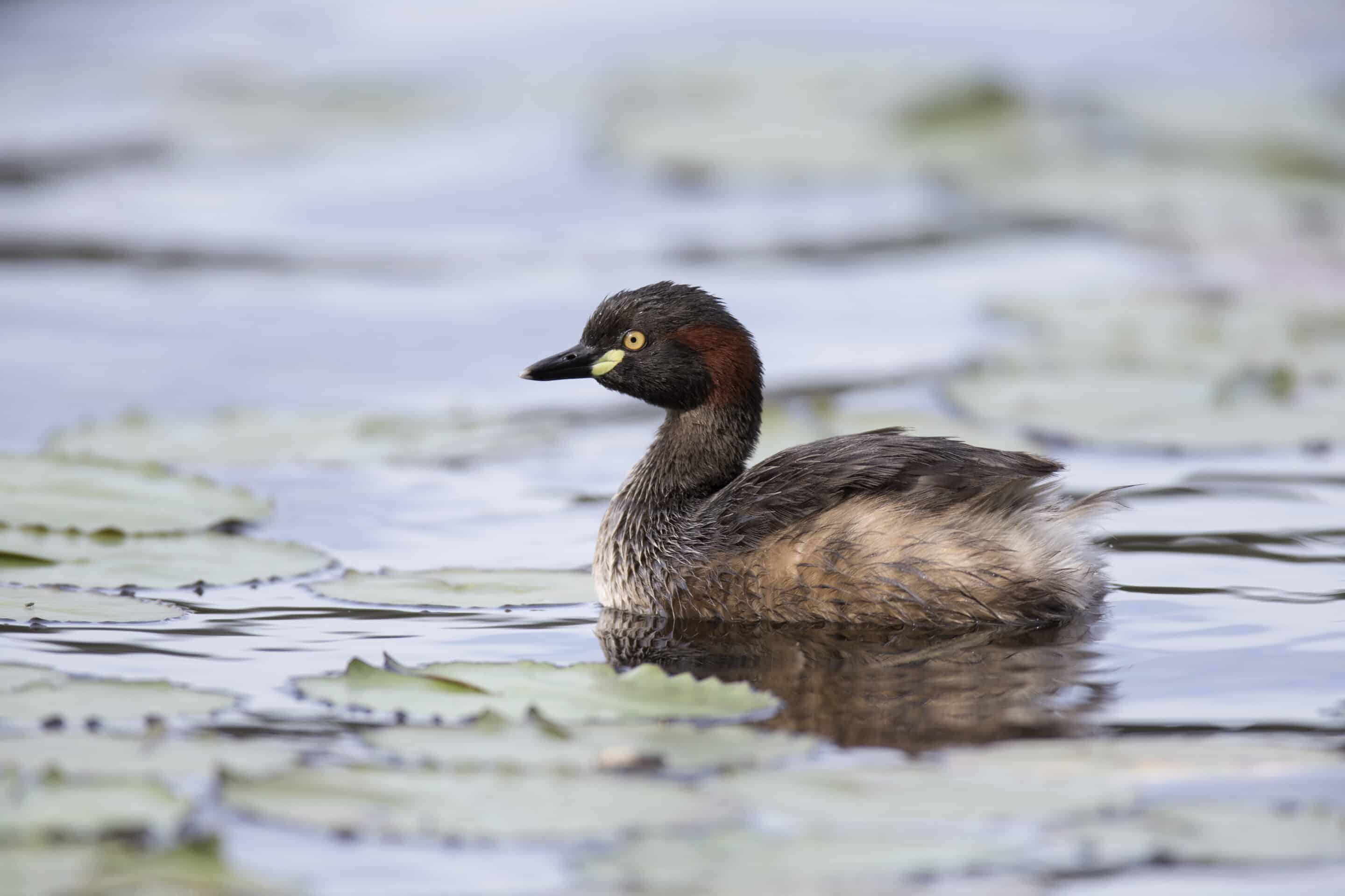 lake parramatta reserve scaled