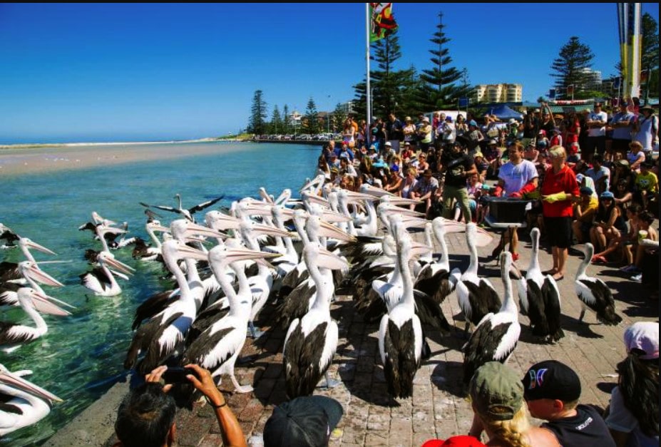pelican feeding at fishermens wharf